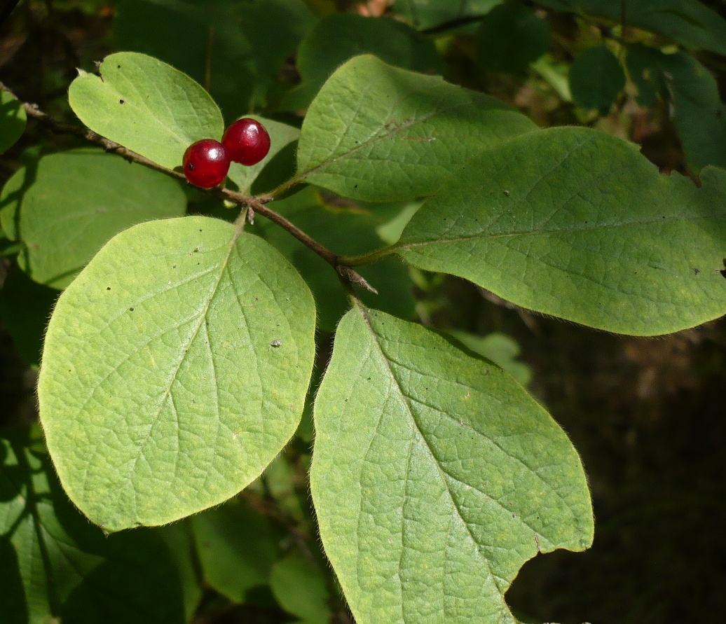 Изображение особи Lonicera xylosteum.