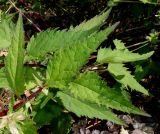 Campanula trachelium. Листья в средней части побега. Германия, г. Дюссельдорф, Ботанический сад университета. 03.07.2014.