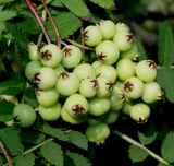 Sorbus koehneana. Соплодие с невызревшими плодами. Германия, г. Дюссельдорф, Ботанический сад университета. 03.07.2014.