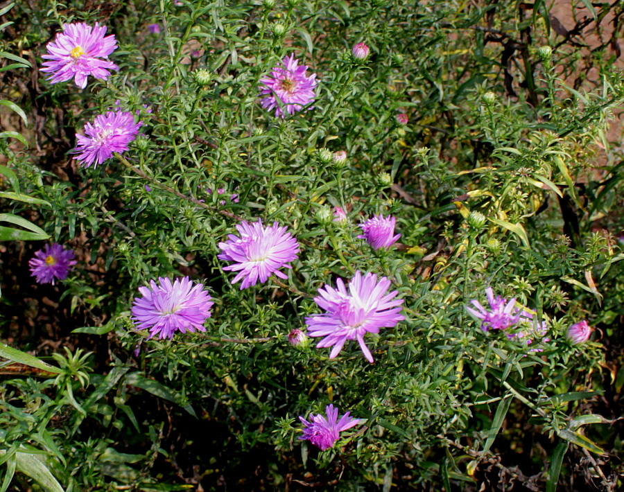 Image of Symphyotrichum novi-belgii specimen.