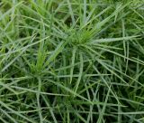 Plantago arborescens. Верхушки побегов. Германия, г. Крефельд, Ботанический сад. 06.09.2014.