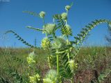 Astragalus vulpinus