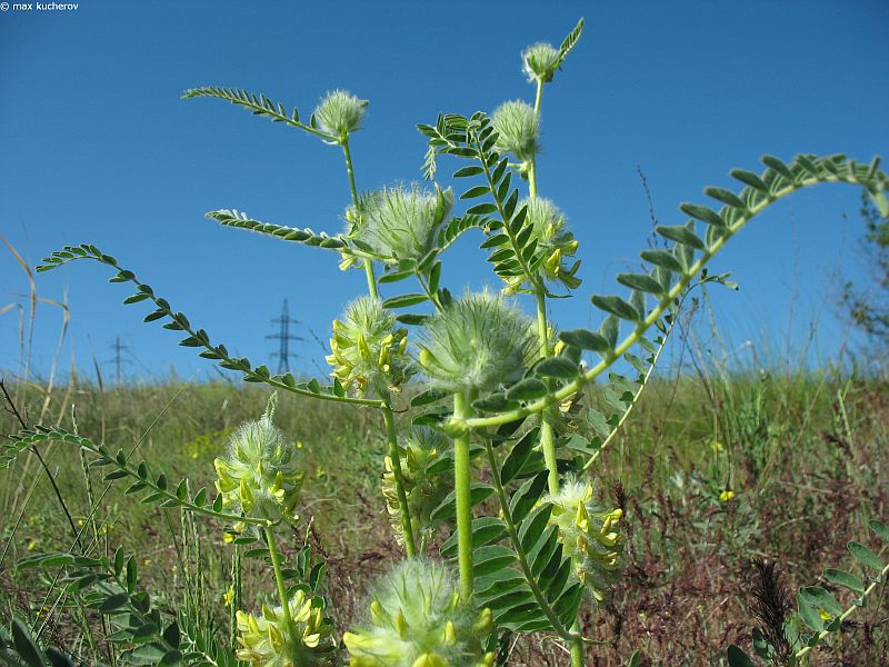 Image of Astragalus vulpinus specimen.