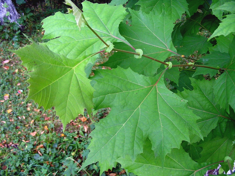 Image of Platanus &times; acerifolia specimen.