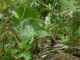 Maianthemum dilatatum