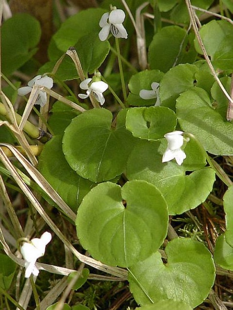 Изображение особи Viola hultenii.