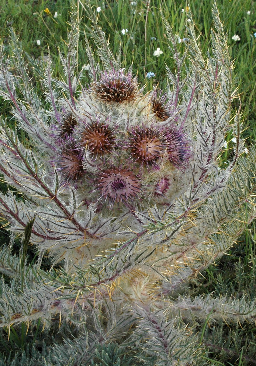 Image of Schmalhausenia nidulans specimen.