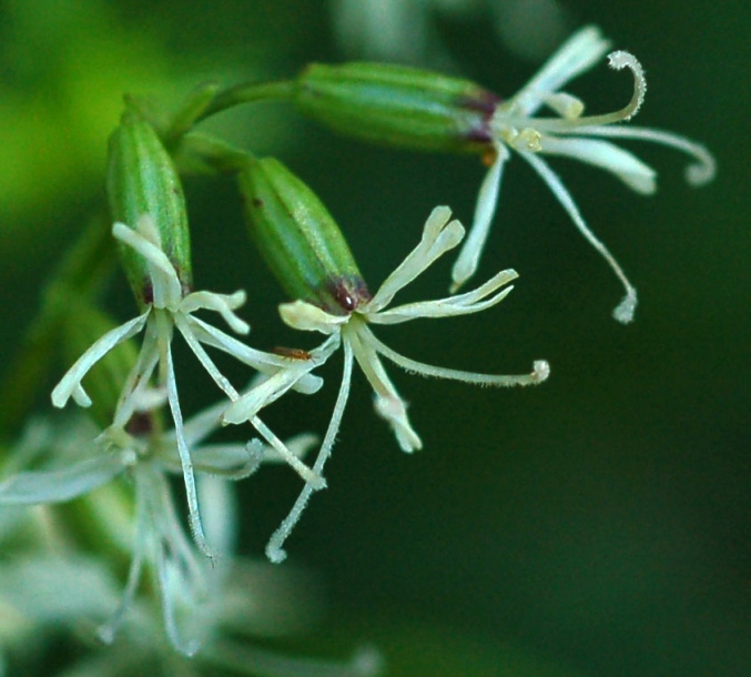 Изображение особи Silene foliosa.