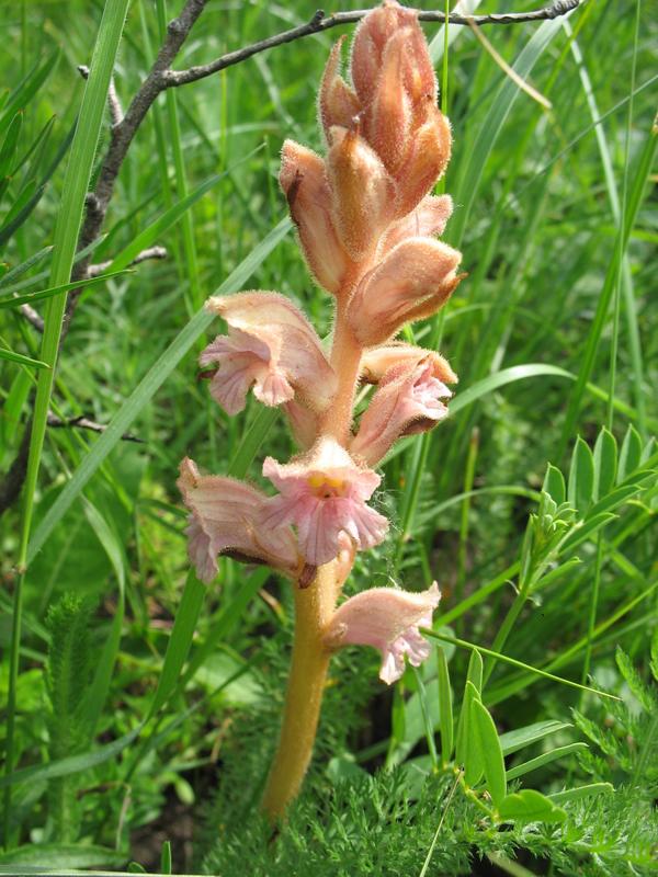 Image of genus Orobanche specimen.