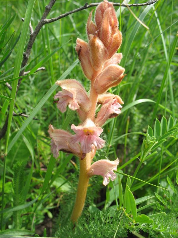 Image of Orobanche lutea specimen.