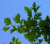 Crataegus pinnatifida