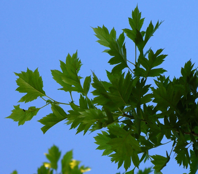 Image of Crataegus pinnatifida specimen.