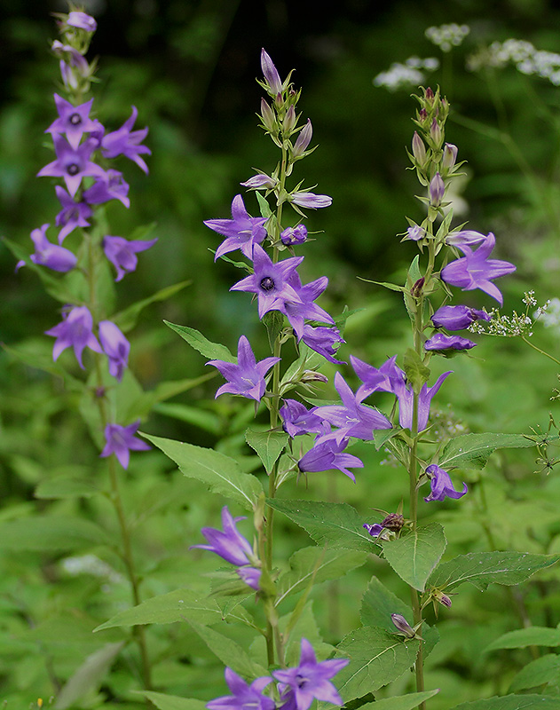 Image of Campanula latifolia specimen.