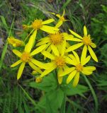 Senecio nemorensis