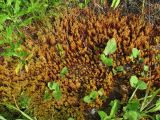 Funaria hygrometrica. Аспект спороносящих растений. Архангельская обл., Вельский р-н, окр. пос. Солгинский, склон у ж. д. 06.07.2011.