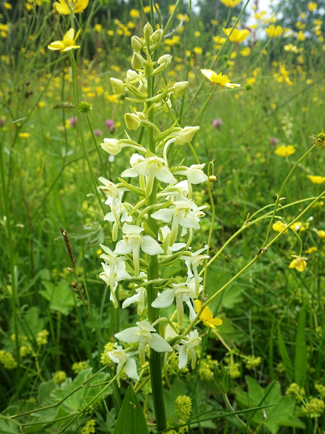 Изображение особи Platanthera chlorantha.