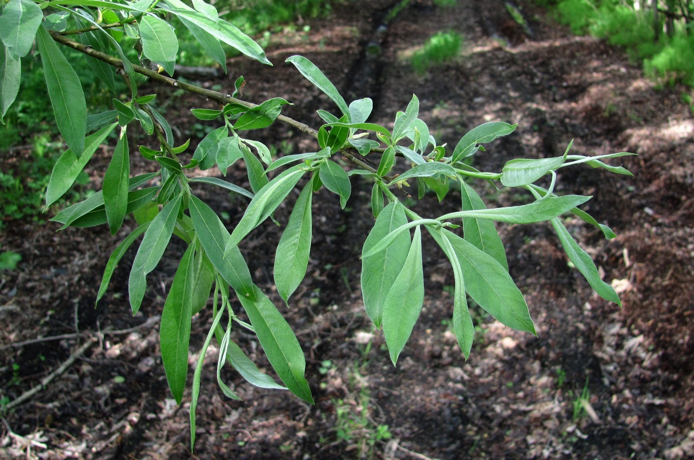 Image of Salix gmelinii specimen.