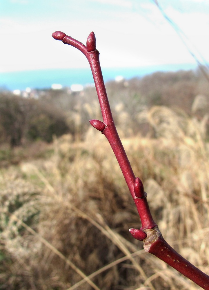 Image of Tilia platyphyllos specimen.