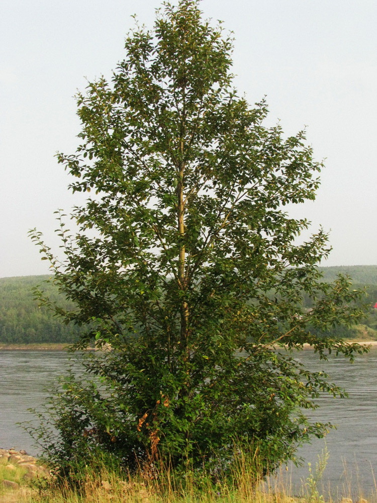 Image of Populus suaveolens specimen.