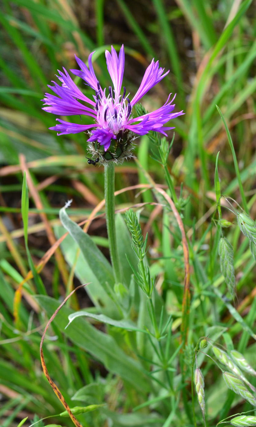 Изображение особи Centaurea fuscomarginata.