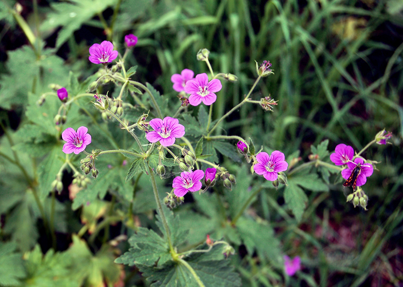 Изображение особи Geranium sylvaticum.