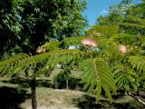 Albizia julibrissin