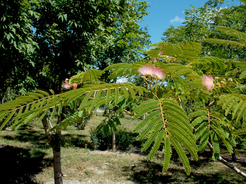 Изображение особи Albizia julibrissin.