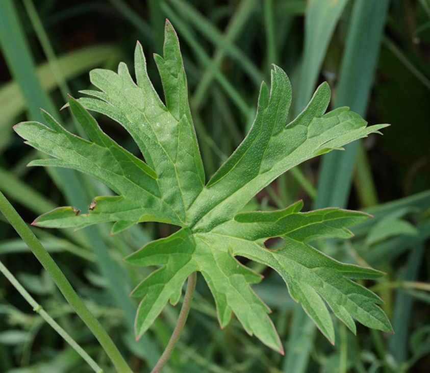 Изображение особи Geranium collinum.