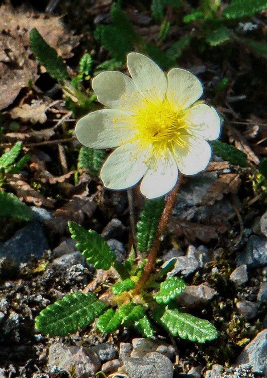 Image of Dryas octopetala specimen.