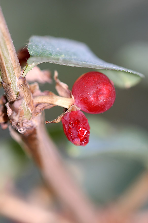 Image of Lonicera tianschanica specimen.