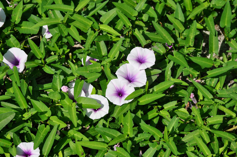 Image of Ipomoea aquatica specimen.