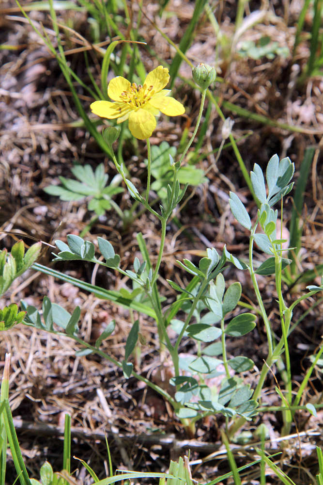 Image of Potentilla orientalis specimen.