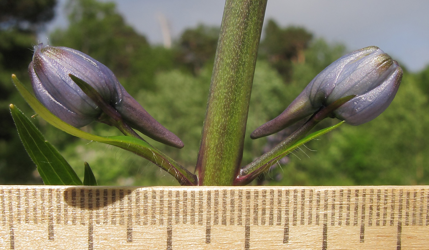 Image of Delphinium flexuosum specimen.