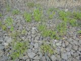 Geranium sibiricum