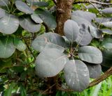 Cotinus coggygria. Листья. Франция, Приморские Альпы, пригород Граса, парфюмерная фабрика Галимар (Galimard), в культуре. 22.07.2014.