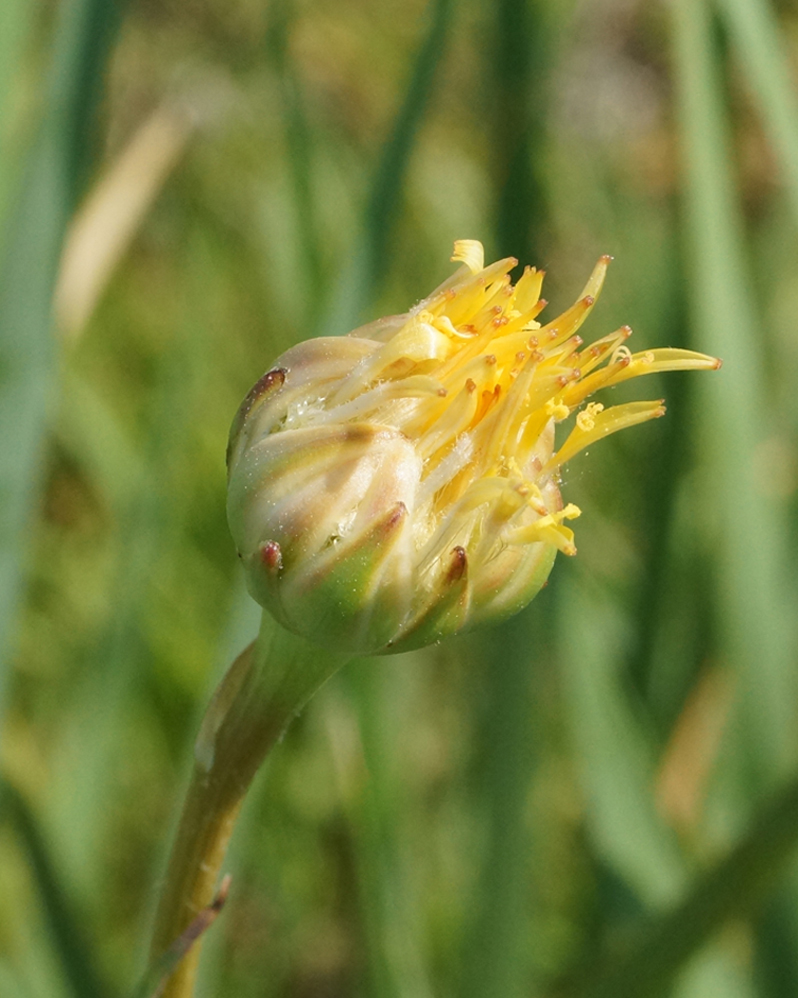 Image of Scorzonera parviflora specimen.