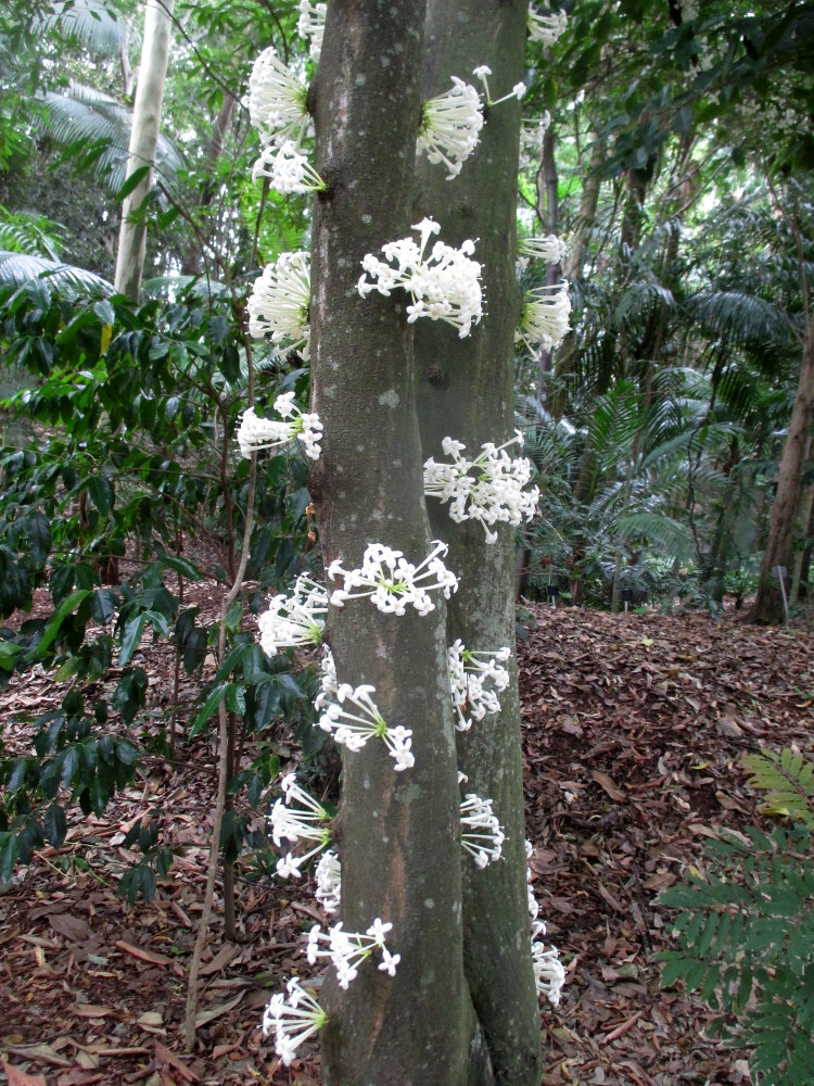 Image of Phaleria clerodendron specimen.