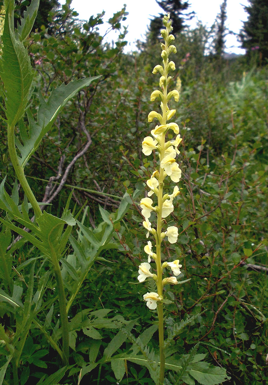 Изображение особи Pedicularis incarnata.