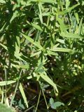 Galium turkestanicum. Часть побега. Кыргызстан, Нарынская обл., левый берег р. Нарын, долина руч. Бурган-Суу. 11.07.2015.