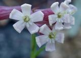 Silene amoena