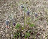 Pulsatilla ajanensis