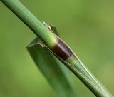 Phleum pratense. Узел стебля и влагалищно-пластиночное сочленение. Костромская обл., Судиславский р-н, окр. дер. Антипино, окраина поля. 12.09.2015.