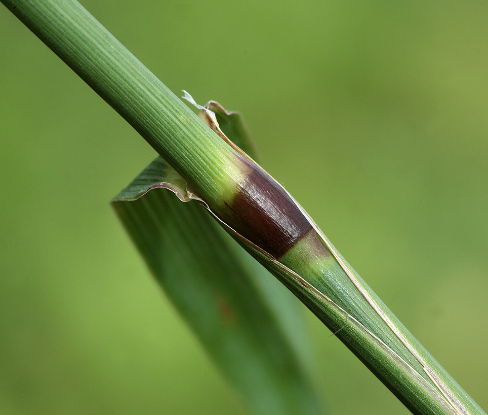 Image of Phleum pratense specimen.