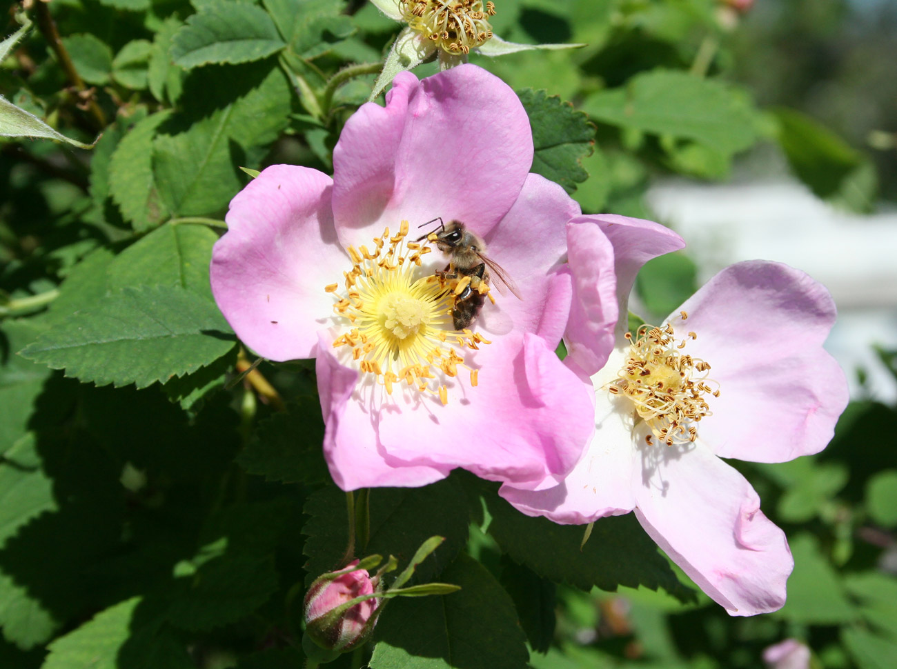 Изображение особи Rosa acicularis.