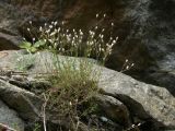 Minuartia biebersteinii