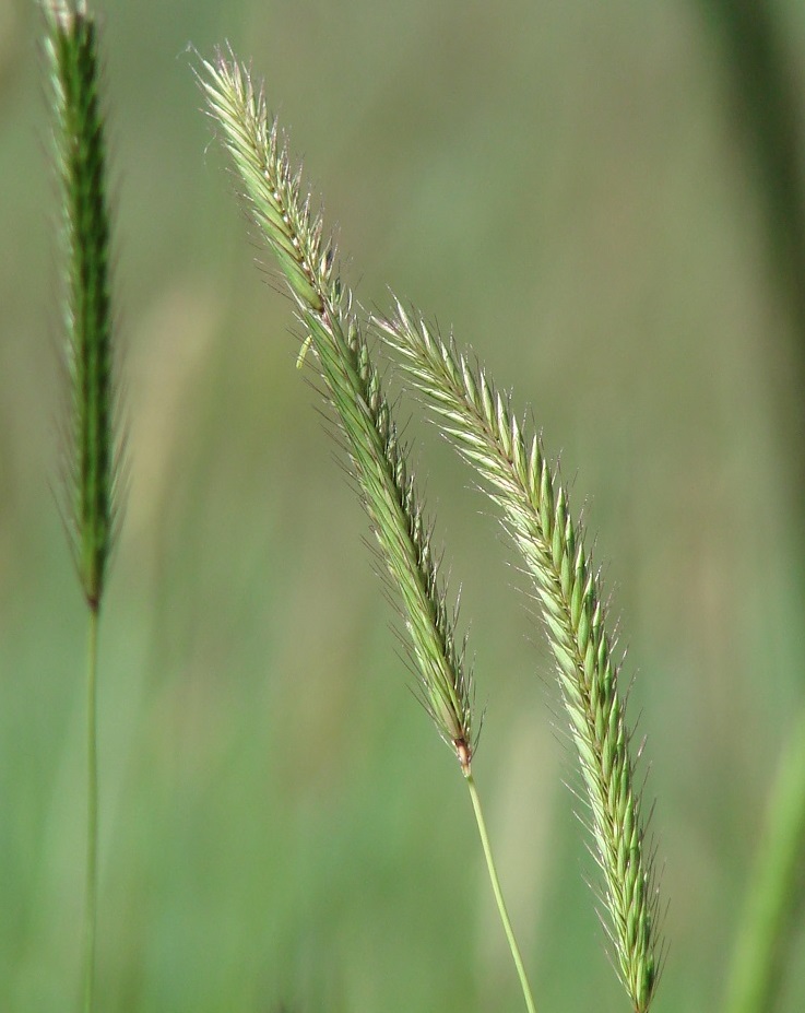 Image of Hordeum brevisubulatum specimen.