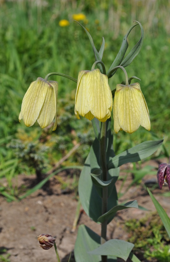 Image of Fritillaria pallidiflora specimen.
