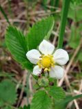 Fragaria moschata. Верхушка побега с цветком, бутоном и фуражирующим муравьём. Ленинградская обл., Выборгский р-н, окр. ст. Лейпясуо, садоводство \"Флора\". 22.05.2010.