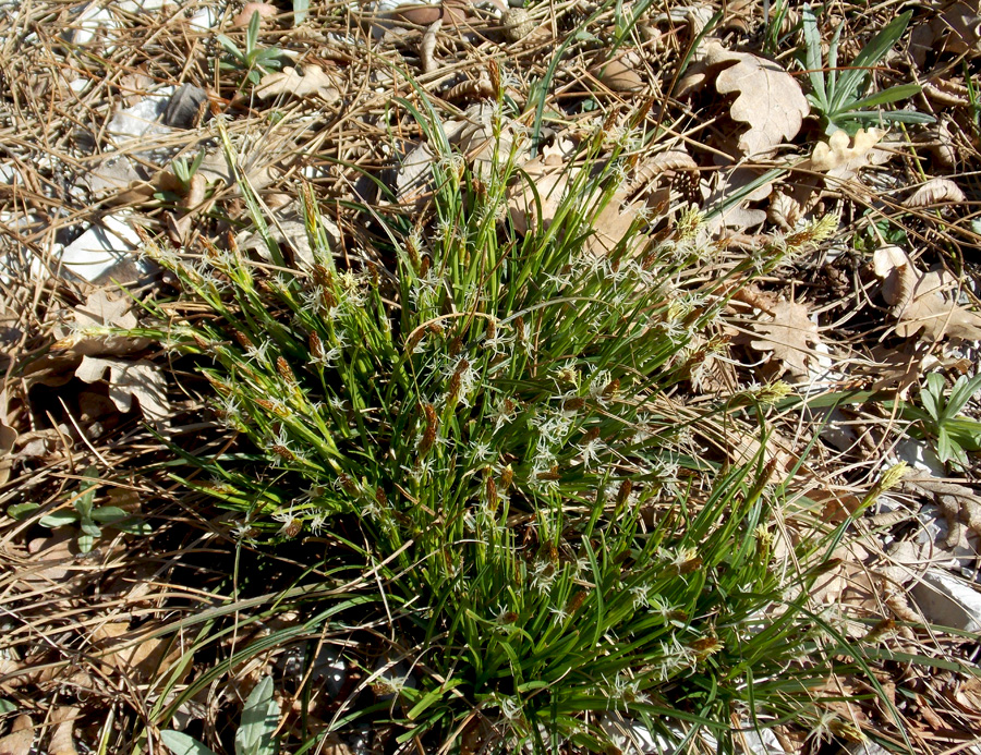 Изображение особи Carex halleriana.