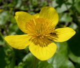 Caltha silvestris